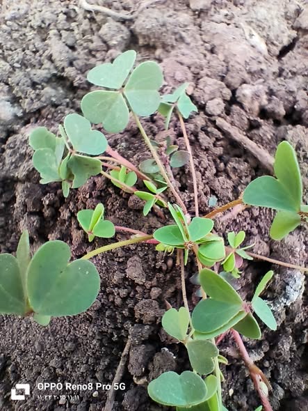 النبته دي عندي مش عارف اسمها ايه وفي نفسي الوقت معقداني منتشرة بقوة ف الزعتر